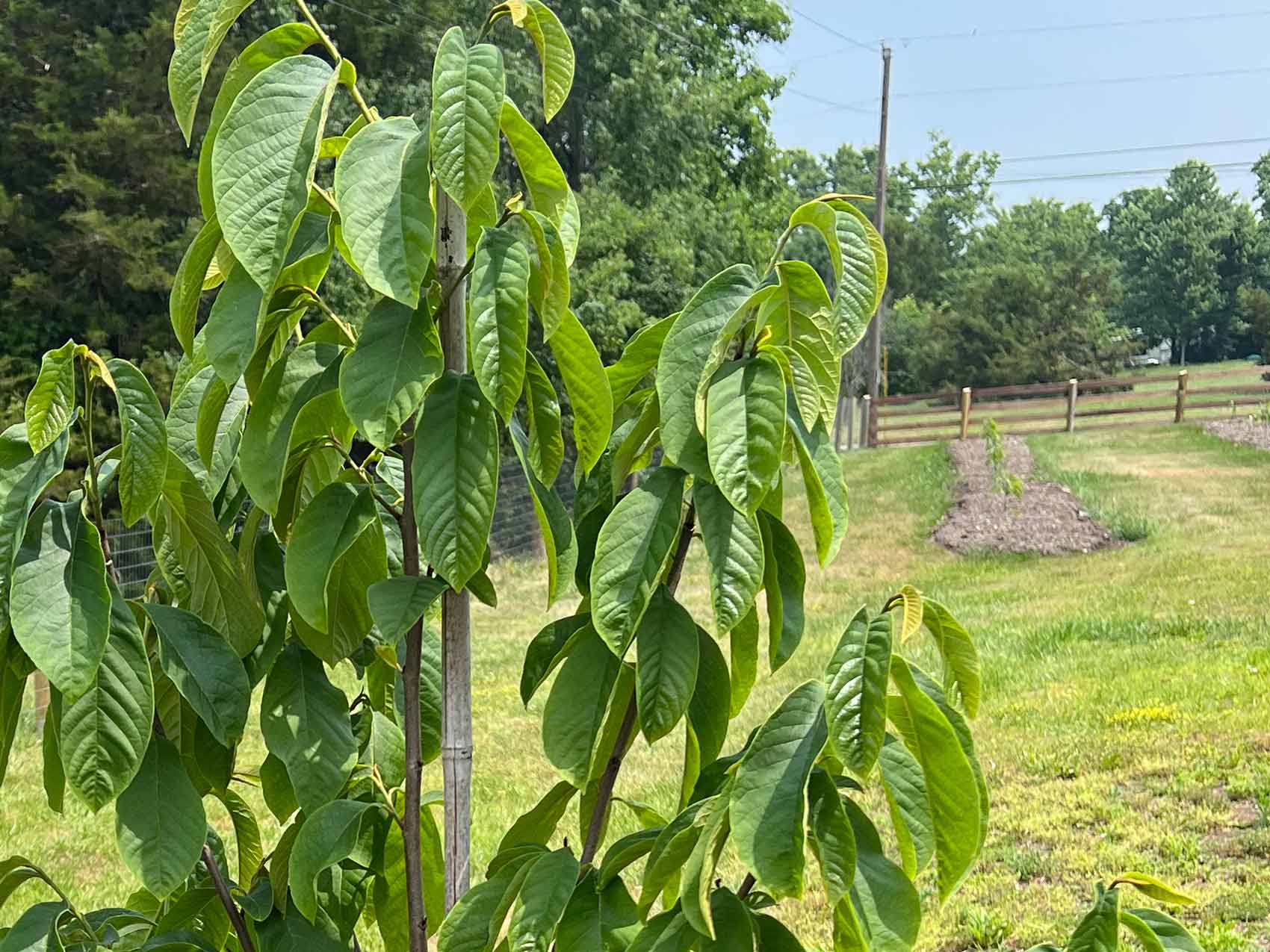 Paw-Paw-Patch-Kentucky