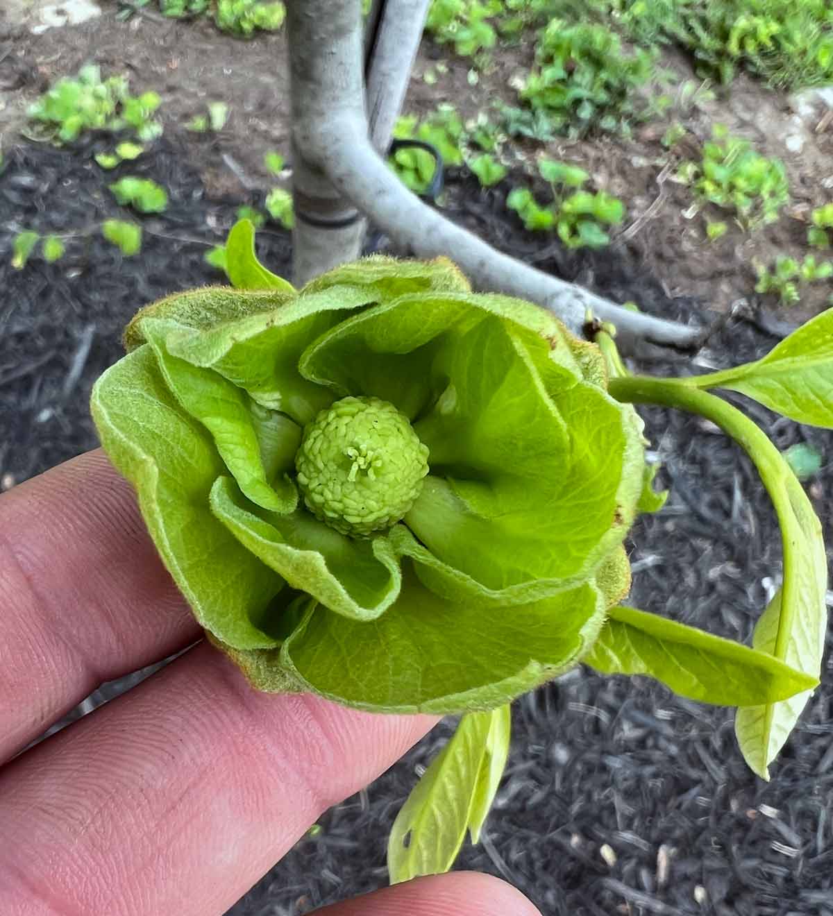 Pawpaw-sprouting