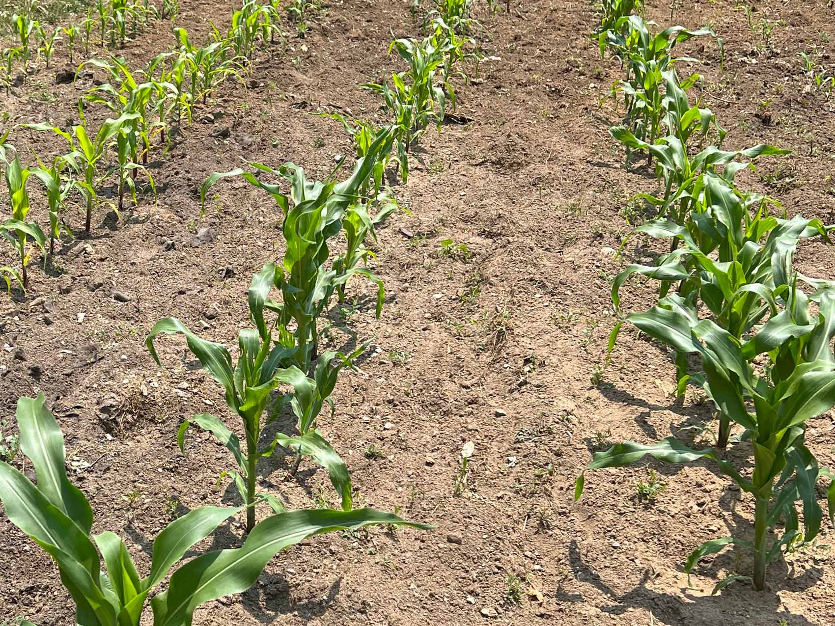 Young-Corn-Field