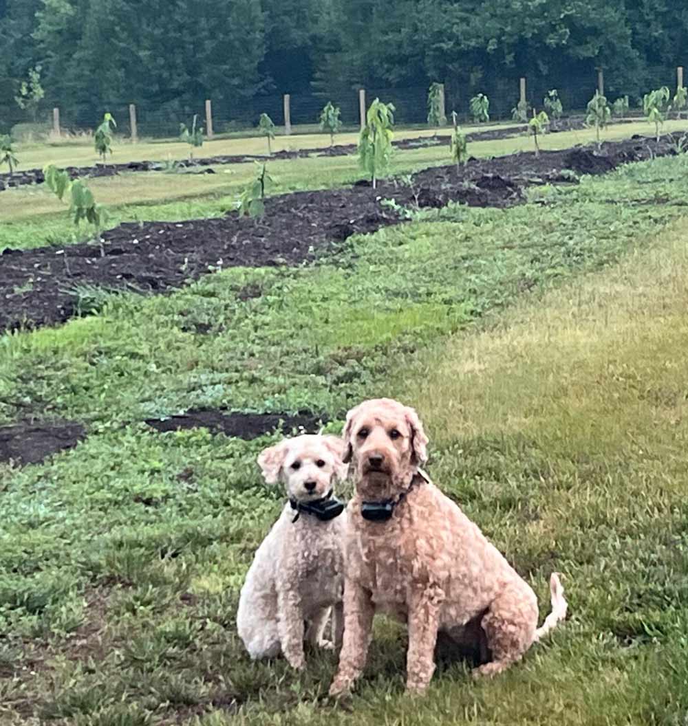 Dogs-at-the-Pawpaw-farm