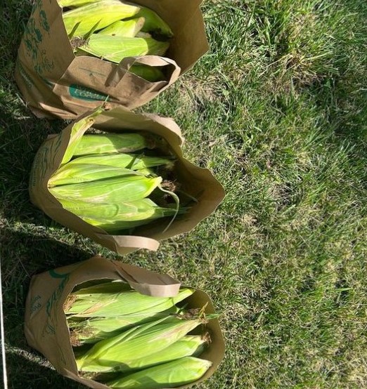 Paw-Paw-Patch-Kentucky